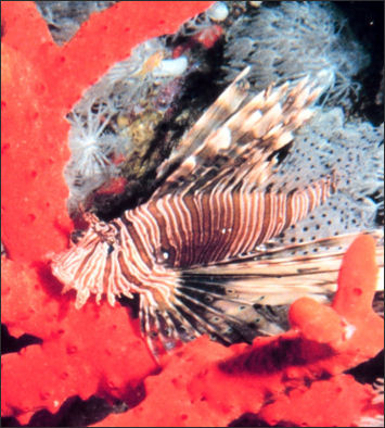 20110307-NOAA reef fish lionfish 2029.jpg